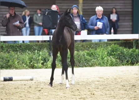 Westfaal, Merrie, veulen (05/2024), 168 cm, Zwartbruin