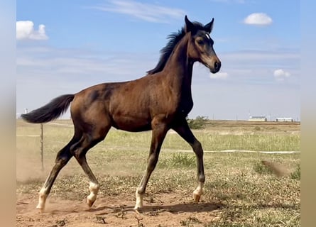 Westfaal, Merrie, veulen (05/2024), 168 cm, Zwartbruin