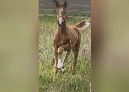 Westfaal, Merrie, Veulen (03/2025), 169 cm, Donkere-vos