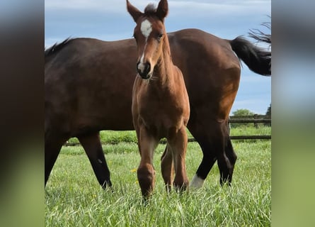 Westfaal, Merrie, veulen (04/2024), 170 cm, Donkerbruin