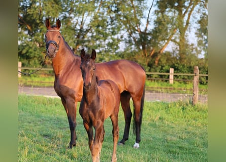 Westfaal, Merrie, veulen (05/2024), 170 cm, Donkerbruin