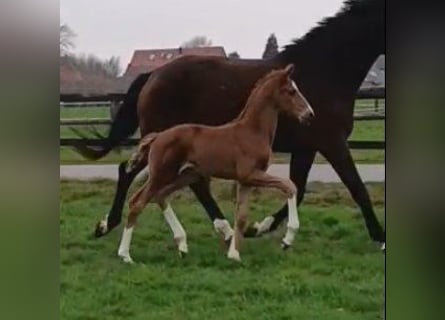 Westfaal, Merrie, , 172 cm, Donkere-vos