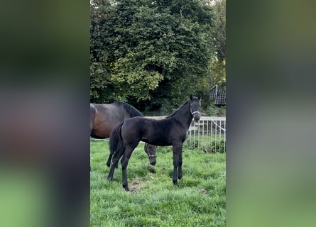 Westfaal, Merrie, Veulen (05/2025), 173 cm, Zwartbruin