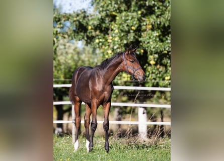 Westfaal, Merrie, Veulen (05/2025), Bruin