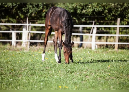 Westfaal, Merrie, Veulen (05/2025), Bruin
