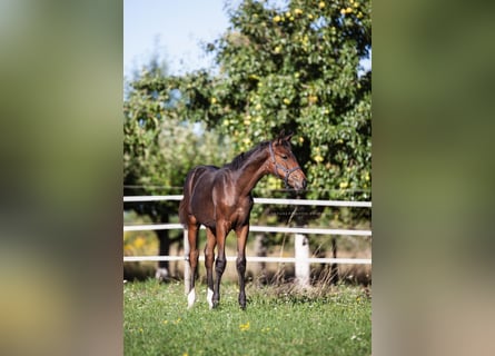 Westfaal, Merrie, Veulen (05/2025), Bruin