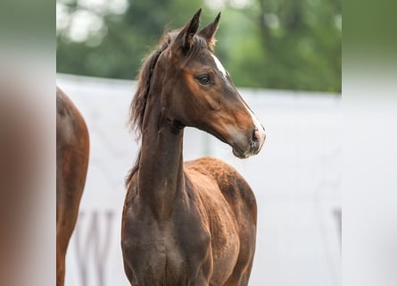 Westfaal, Merrie, veulen (05/2024), Bruin