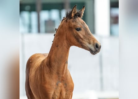 Westfaal, Merrie, veulen (05/2024), Bruin