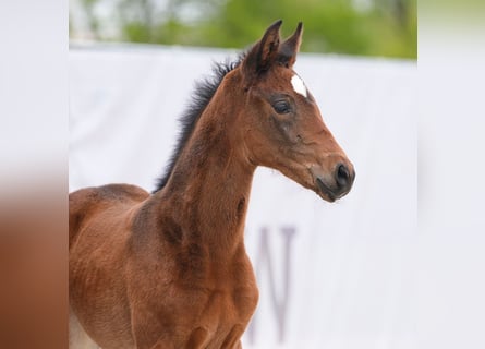 Westfaal, Merrie, veulen (03/2024), Bruin