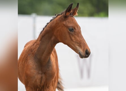 Westfaal, Merrie, veulen (06/2024), Bruin