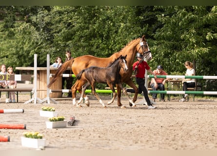 Westfaal, Merrie, Veulen (05/2025), Bruin