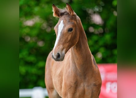 Westfaal, Merrie, Veulen (04/2026), Bruin