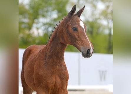 Westfaal, Merrie, veulen (01/2024), Bruin