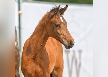 Westfaal, Merrie, veulen (03/2024), Bruin