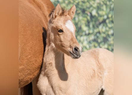 Westfaal, Merrie, , Buckskin