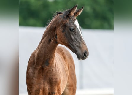 Westfaal, Merrie, veulen (04/2024), Donkerbruin