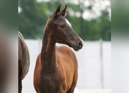 Westfaal, Merrie, veulen (03/2024), Donkerbruin