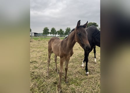 Westfaal, Merrie, Veulen (04/2025), Donkerbruin