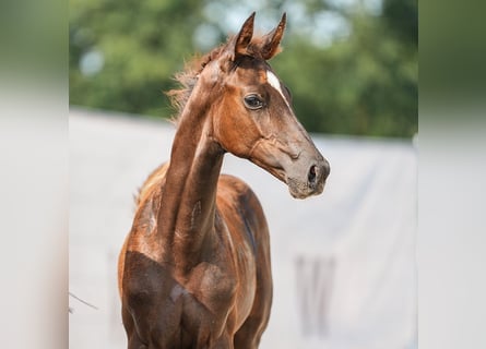 Westfaal, Merrie, veulen (04/2024), Donkere-vos