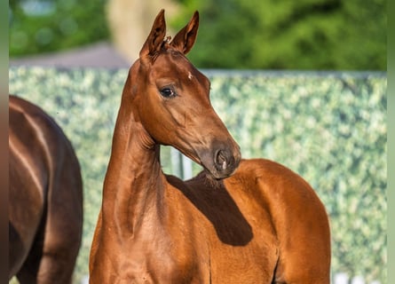 Westfaal, Merrie, Veulen (03/2025), Donkere-vos