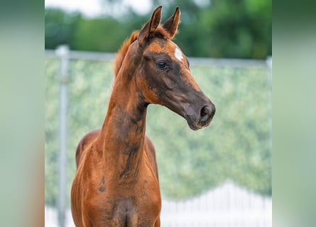 Westfaal, Merrie, Veulen (06/2025), Donkere-vos