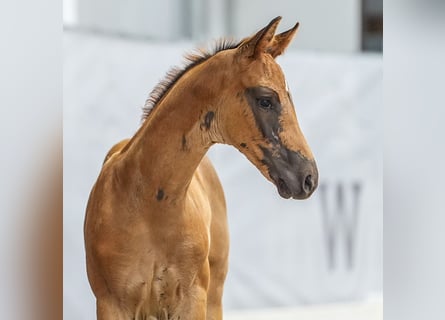 Westfaal, Merrie, veulen (05/2024), Donkere-vos