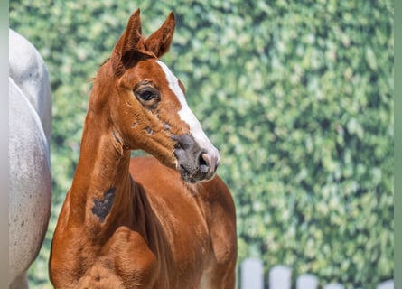 Westfaal, Merrie, Veulen (05/2025), Donkere-vos