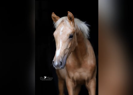 Westfaal, Merrie, Veulen (03/2025), Palomino