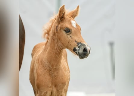 Westfaal, Merrie, veulen (04/2024), Palomino