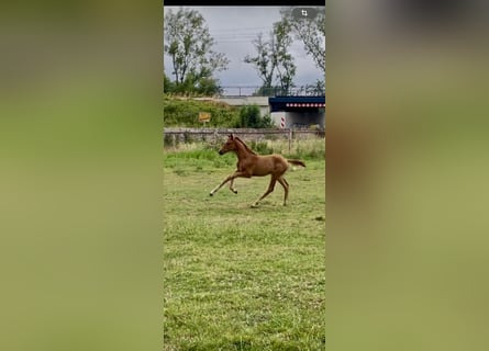Westfaal, Merrie, Veulen (05/2025), Vos