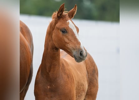 Westfaal, Merrie, veulen (05/2024), Vos