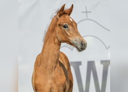 Westfaal, Merrie, veulen (04/2024), Vos