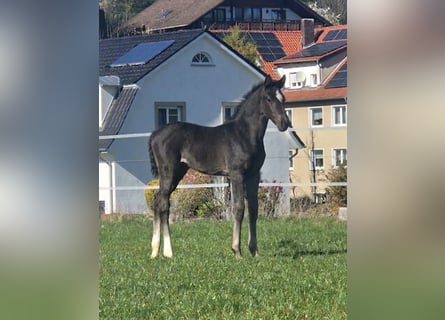 Westfaal, Merrie, Veulen (03/2026), Zwart