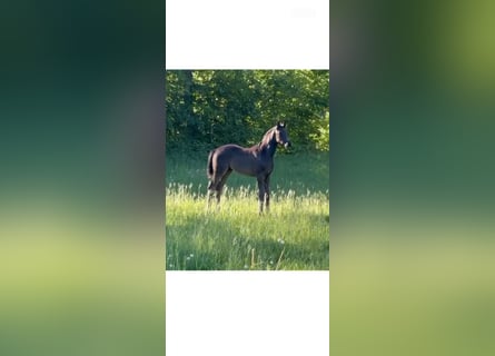 Westfaal, Merrie, , Zwart