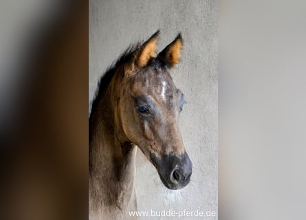 Westfaal, Merrie, Veulen (05/2025), Zwart