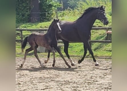 Westfaal, Merrie, veulen (05/2024), Zwart