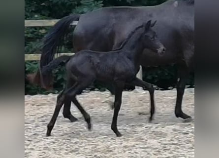 Westfaal, Merrie, veulen (05/2024), Zwartbruin