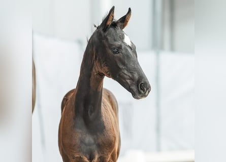 Westfaal, Merrie, veulen (04/2024), Zwartbruin