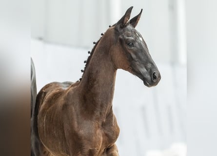 Westfaal, Merrie, veulen (04/2024), Zwartbruin