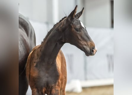 Westfaal, Merrie, veulen (03/2024), Zwartbruin