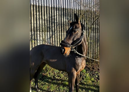 Westfaal, Ruin, 10 Jaar, 162 cm, Bruin