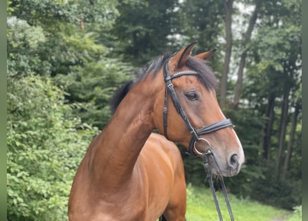 Westfaal, Ruin, 10 Jaar, 169 cm, Bruin