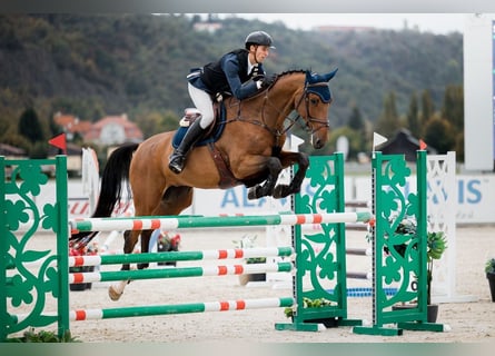 Westfaal, Ruin, 10 Jaar, 175 cm, Bruin