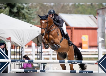 Westfaal, Ruin, 10 Jaar, 175 cm, Bruin