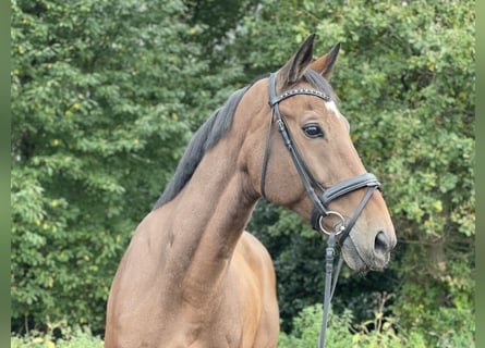 Westfaal, Ruin, 11 Jaar, 170 cm, Bruin