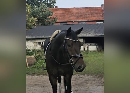 Westfaal, Ruin, 11 Jaar, 175 cm, Bruin