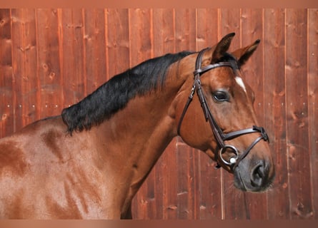 Westfaal, Ruin, 12 Jaar, 172 cm, Bruin