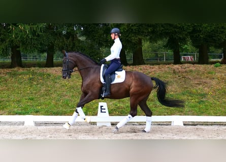 Westfale, Wallach, 12 Jahre, 172 cm, Dunkelbrauner