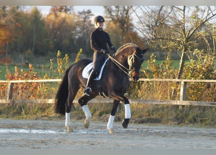 Westfaal, Ruin, 12 Jaar, Donkerbruin