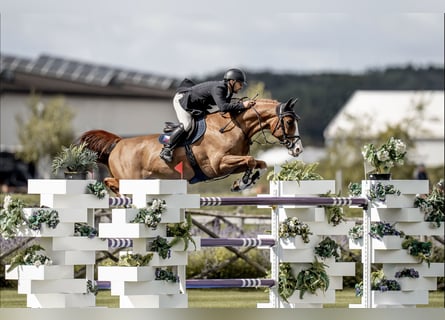 Westfaal, Ruin, 13 Jaar, 168 cm, Bruin